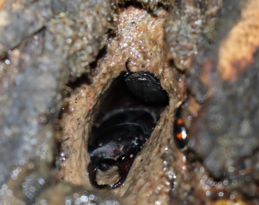 洞にすっぽり収まる コクワガタのペア_その他の洞のあるヤナギ－ヤナギ林_2023年6月8日19時50分気温20度 霧雨